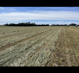Wheaten Hay, Silage and Straw 5x4 Rolls