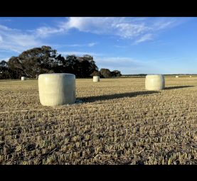 Wheaten Hay, Silage and Straw 5x4 Rolls