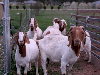 Goats for sale