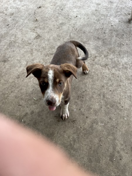 Kelpie x Border Collie puppies
