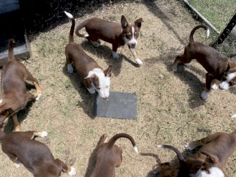 Kelpie x Border Collie puppies
