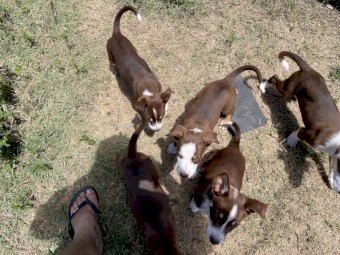 Kelpie x Border Collie puppies