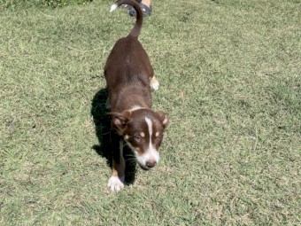Kelpie x Border Collie puppies