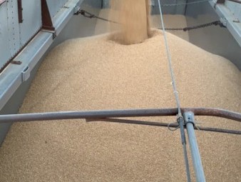 LRPB Kittyhawk Wheat 24/25 season