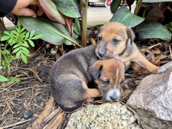 Jack Russell x pups for sale