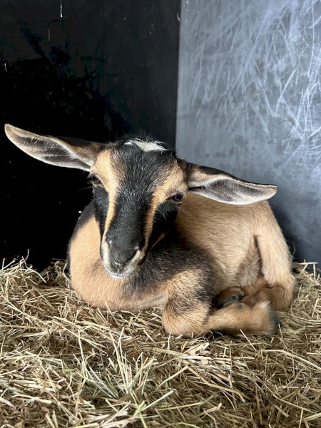 Nigerian Dwarf Wether Kids