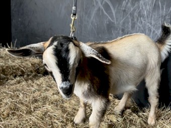 Nigerian Dwarf Wether Kids