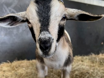 Nigerian Dwarf Wether Kids