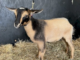 Nigerian Dwarf Wether Kids