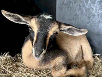 Nigerian Dwarf Wether Kids