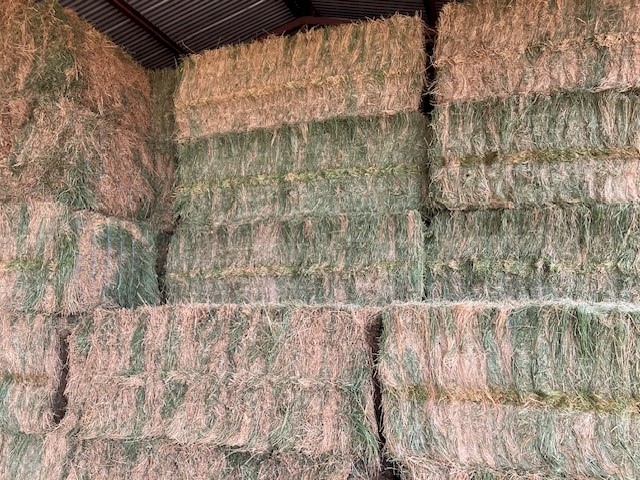 1000mt Prime Lucerne Hay 650-700kg 8x4x3 Bales