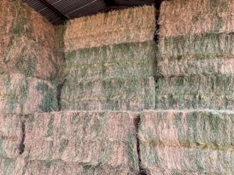 1000mt Prime Lucerne Hay 650-700kg 8x4x3 Bales