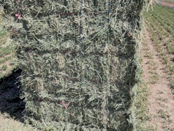 3528 x Lucerne Hay Small Squares in Baron of 21