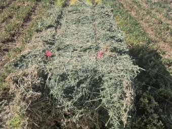 3528 x Lucerne Hay Small Squares in Baron of 21