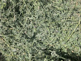 3528 x Lucerne Hay Small Squares in Baron of 21