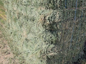 3528 x Lucerne Hay Small Squares in Baron of 21