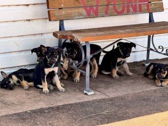 Kelpie Pups 