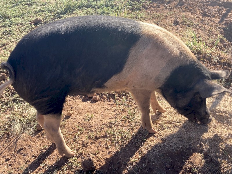 Saddleback Berkshire Cross Pig