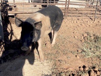Saddleback Berkshire Cross Pig