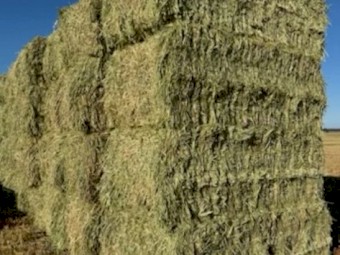 500mt Wheaten Hay  680kg 8x4x3 Bales