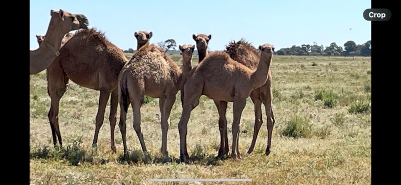 Assorted Camels x 9