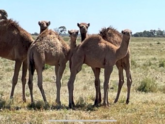 Assorted Camels x 9