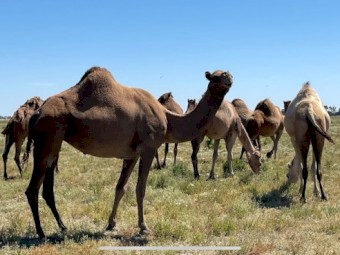 Assorted Camels x 9