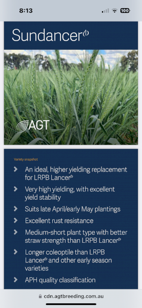 Sundancer Wheat Seed