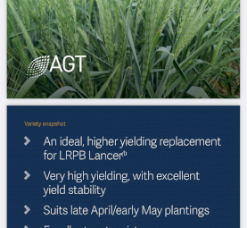 Sundancer Wheat Seed