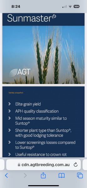 Sunmaster Wheat Seed