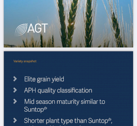 Sunmaster Wheat Seed