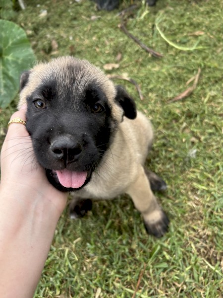 Śarplaninac x Italian Mastiff Puppies for Sale 
