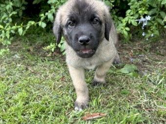 Śarplaninac x Italian Mastiff Puppies for Sale 