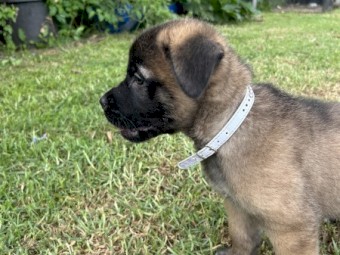 Śarplaninac x Italian Mastiff Puppies for Sale 