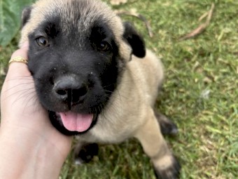 Śarplaninac x Italian Mastiff Puppies for Sale 