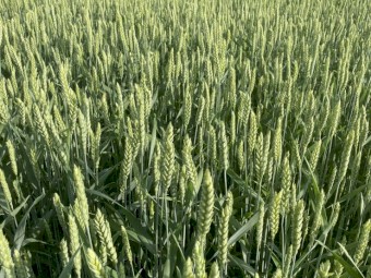 For Sale: Severn Wheat - Beardless Dual-Purpose Grain