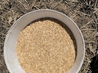 40mt Yarran Oats