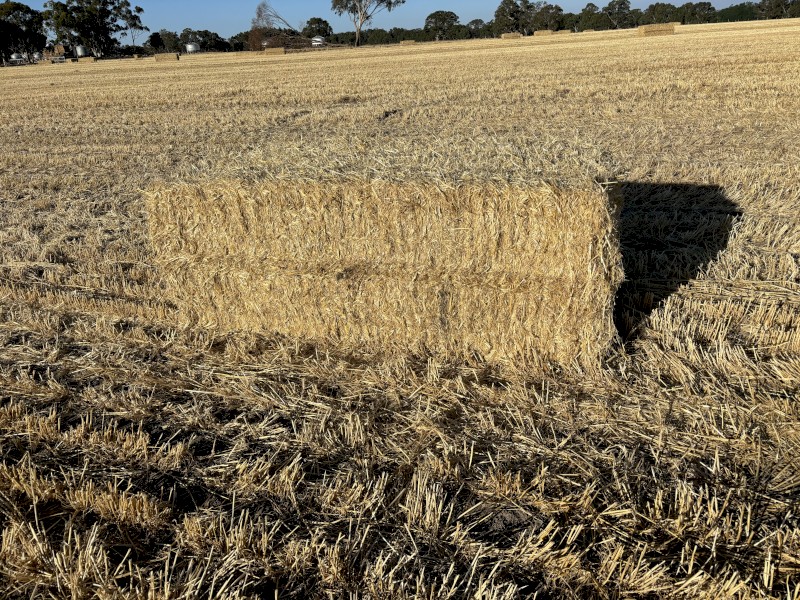 60mt Barley Straw 8x4x3 Bales