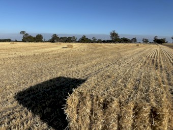 60mt Barley Straw 8x4x3 Bales