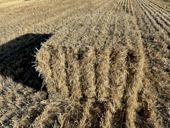 60mt Barley Straw 8x4x3 Bales