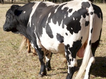 Speckle Park bull   5 years old  very quite nature good performer