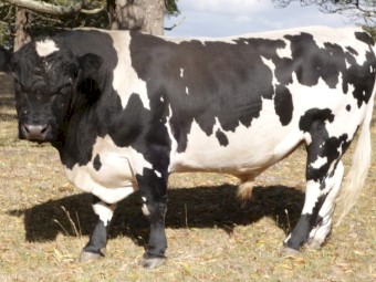 Speckle Park bull   5 years old  very quite nature good performer