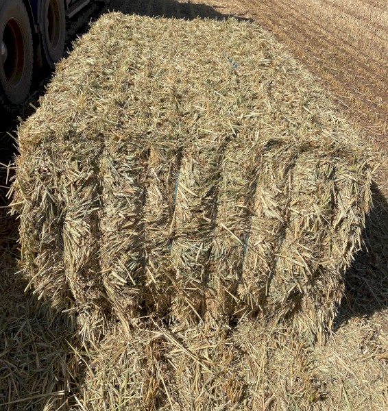 Wheaten Hay