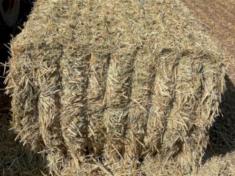 Wheaten Hay