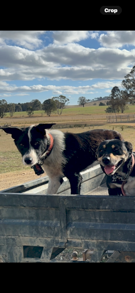 Collie x huntaway/kelpie 