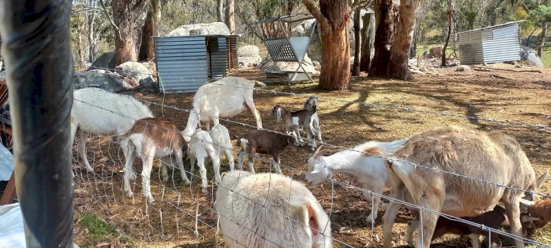 Mixed Goat Kids for Sale