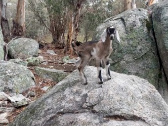 Mixed Goat Kids for Sale