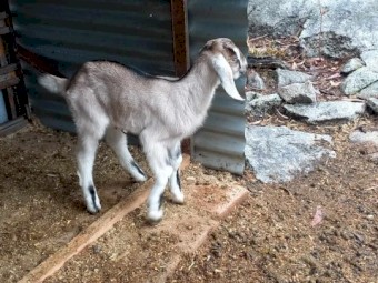 Mixed Goat Kids for Sale