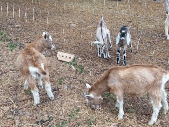 Mixed Goat Kids for Sale
