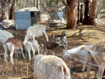 Mixed Goat Kids for Sale